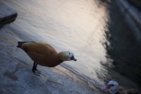 Oiseaux de Genève - Genève, Suisse