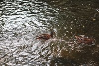 Patas nadando en el río DuPage - Naperville, Estados Unidos