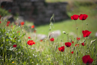 Red poppies at Kerameikos in Athens - Athens, Greece