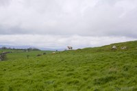 Prairies surrounding Rock of Cashel, Ireland