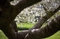 Árbol de cerezo - Thumbnail