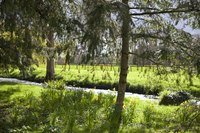 River Martin along Blarney - Thumbnail