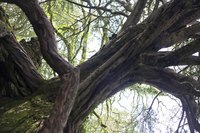 Le bosquet de la sorcière au Château de Blarney - Blarney, Irlande