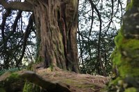 Le bosquet de la sorcière - Blarney, Irlande