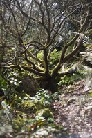 Rock Close del Castillo de Blarney - Blarney, Irlanda