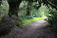 Sendero de los bosques, foto 2 - Blarney, Irlanda