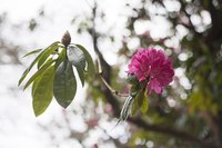 Arbre à fleurs roses - Blarney, Irlande