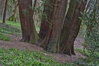 Inosculated Trees, photo 2 - Blarney, Ireland