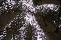 Inosculated Trees - Blarney, Ireland