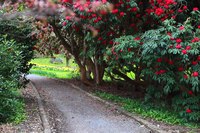 Woodland Walk - Blarney, Ireland