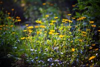 Un gruppo di fiori gialli in estate - Lisle, Stati Uniti