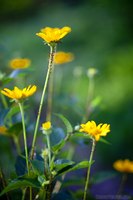 Flores Amarillas - Thumbnail