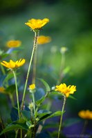 Fiori gialli - Lisle, Stati Uniti