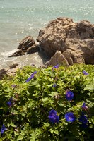 Flowers in the Balcony of Europe - Nerja, Spain