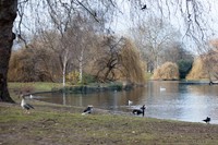 Uccelli nel parco St James's - Londra, Inghilterra