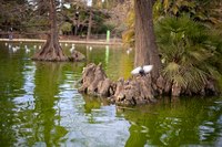 Oiseaux et arbres dans le bassin du parc de la Ciutadella - Barcelone, Espagne