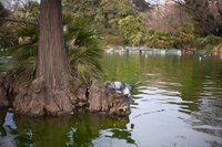 Un albero sommerso nel laghetto del parco della Ciutadella Un albero sommerso nel laghetto del parco della Ciutadella - Thumbnail