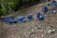 Trabajos florales en el cauce del río Galligants - Girona, España