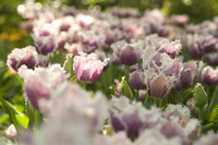 Tulipanes lilas con flecos blancos - Lisse, Países Bajos