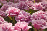 Tulipanes rosados dobles con flecos - Lisse, Países Bajos