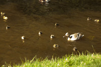 Anatra e anatroccoli nuotando in un canale di Keukenhof - Lisse, Paesi Bassi