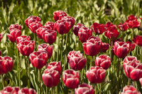 Tulipanes simples rosados oscuros - Lisse, Países Bajos