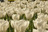 Tulipes blanches dans le jardin historique de Keukenhof - Lisse, Pays-Bas