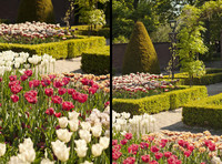 Tulipes dans le jardin historique de Keukenhof - Lisse, Pays-Bas