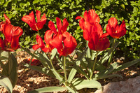 Tulipa greigii de Asia Central - Lisse, Países Bajos