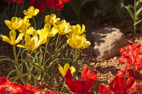 Tulipe jaune • Tulipa sylvestris - Lisse, Pays-Bas