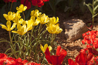 Tulipán amarillo • Tulipa sylvestris - Lisse, Países Bajos