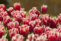 Tulipanes rosados simples con flecos blancos - Lisse, Países Bajos