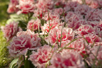 Pink double tulips with white fringes - Lisse, Netherlands