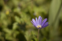 Photo en macro d'une petite marguerite violette - Lisse, Pays-Bas