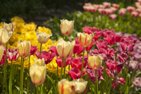 Tulipanes con flecos - Lisse, Países Bajos