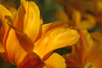 Photo en macro d'une tulipe orange - Lisse, Pays-Bas