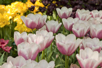 Tulipanes bicolor lila y blanco - Lisse, Países Bajos