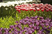 Tulipanes púrpuras, blancos y bicolor rojo-blanco - Lisse, Países Bajos