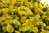 Zantedeschia elliottiana or calla lilies Captain Solo - Lisse, Netherlands