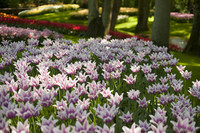 Lilac and white lily-flowered tulips - Lisse, Netherlands