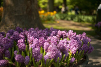 Jacintos púrpuras en los jardines de Keukenhof - Lisse, Países Bajos