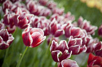 Tulipán Lac van Rijn - Thumbnail