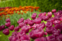 Purple tulips - Lisse, Netherlands