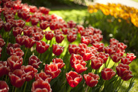 Tulipani bicolore rosso-bianco - Lisse, Paesi Bassi