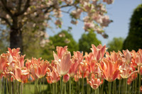 Rosy tulips - Thumbnail