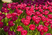 Dark pink tulips - Lisse, Netherlands