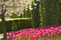 A blooming cherry tree and pink tulips - Lisse, Netherlands