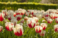 Red-white bicolour tulips - Lisse, Netherlands