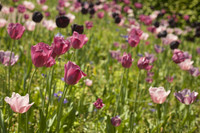 Field of rosy, purple and black tulips - Lisse, Netherlands