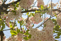 Fleurs de cerisier près du pavillon Oranje Nassau - Lisse, Pays-Bas